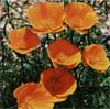 wf_poppy_california.jpg